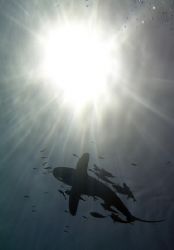 shark's silhouette in the red sea by Guja Tione 